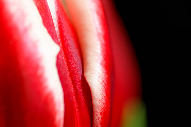 Close-up de Tulipa vermelha - fotografia de stock