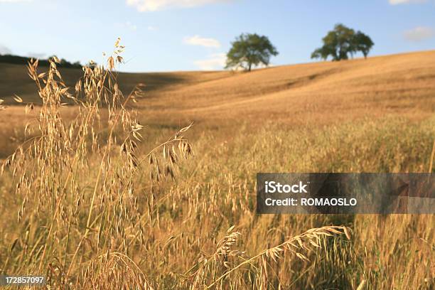 Campo Di Avena In Val Dorcia Toscana Italia - Fotografie stock e altre immagini di Agricoltura - Agricoltura, Campo, Cereale