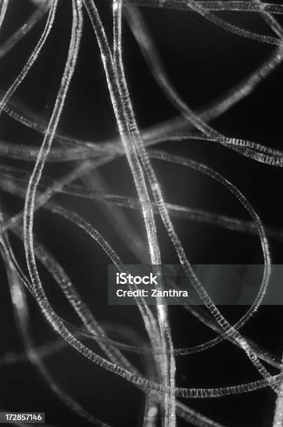 Fotografia De Microscópio Procurando Fibras De Lã - Fotografias de stock e mais imagens de Ampliação - Ampliação, Fibra, Têxtil
