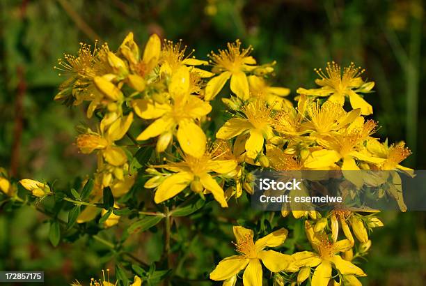 Hypericum Perforatum No Prado - Fotografias de stock e mais imagens de Erva-de-são-joão - Erva-de-são-joão, Amarelo, Ao Ar Livre