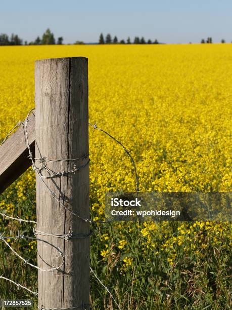 Canola Field And Fence Post Stock Photo - Download Image Now - Agricultural Field, Agriculture, Barbed Wire