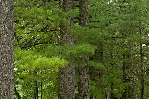 Photo of Eastern White Pine