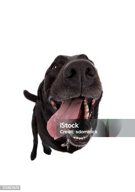 Cão De Olhodepeixename - Fotografias de stock e mais imagens de Cão - Cão, Objetiva olho de peixe, Animal de Estimação
