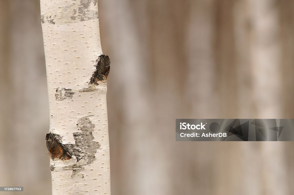 Bétula tronco de árvore - Foto de stock de Bosque - Floresta royalty-free