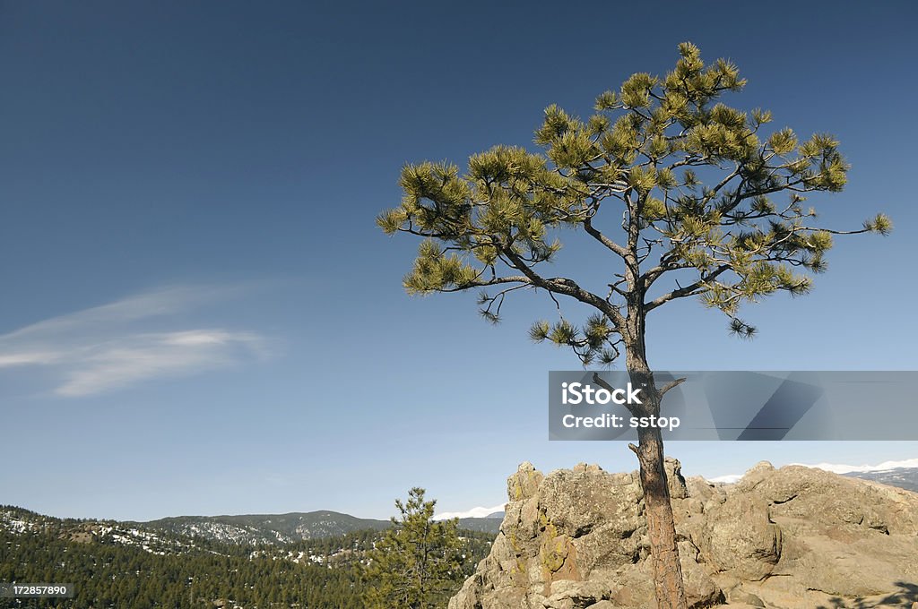 Lone tree "A lone tree high above the Rocky Mountains in Colorado, USA." Beauty Stock Photo