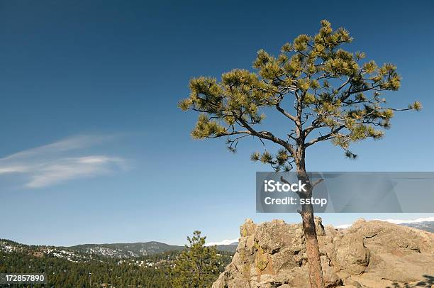 Lone Tree Stock Photo - Download Image Now - Beauty, Beauty In Nature, Boulder - Colorado