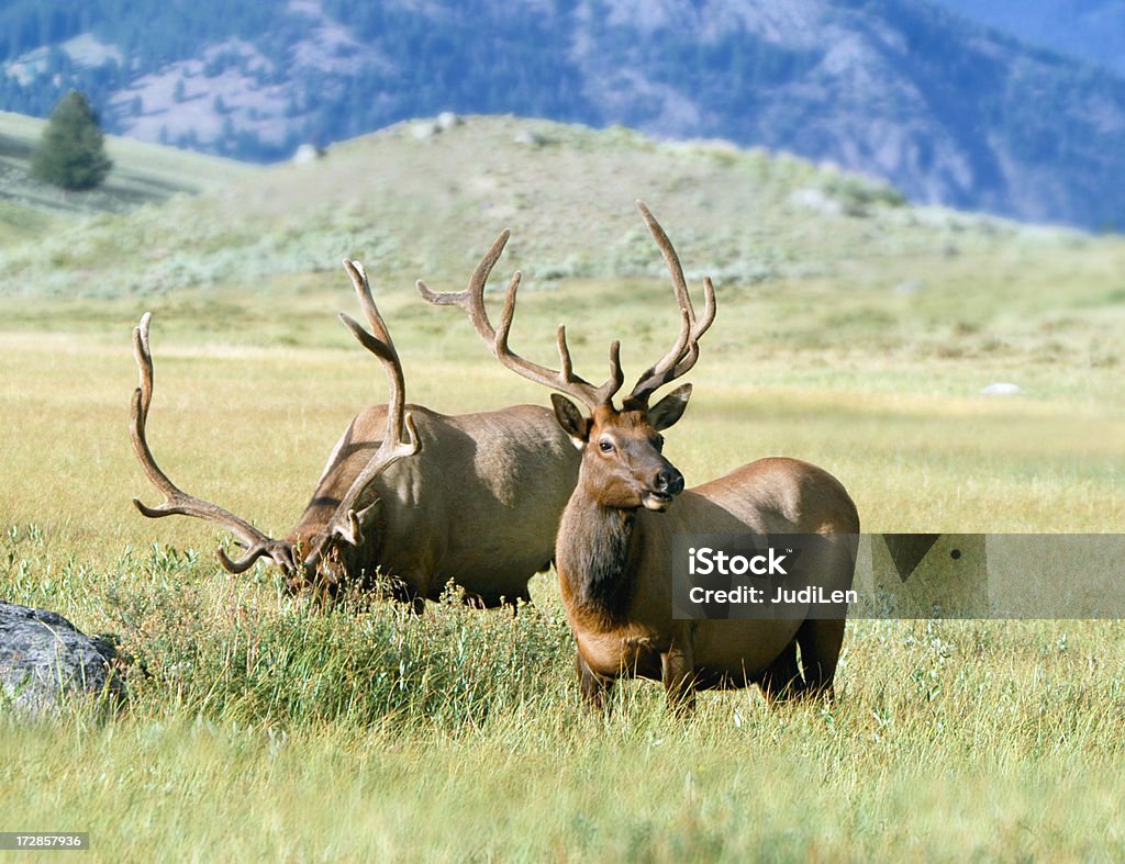 bull elk de la paire - Photo de Animal mâle libre de droits