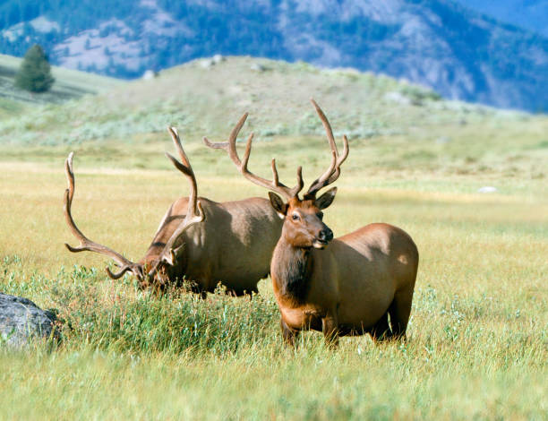 bull elk a par - foto de acervo