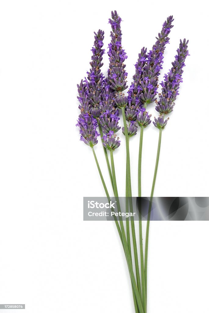 Lavanda - Foto de stock de Lavanda - Planta libre de derechos