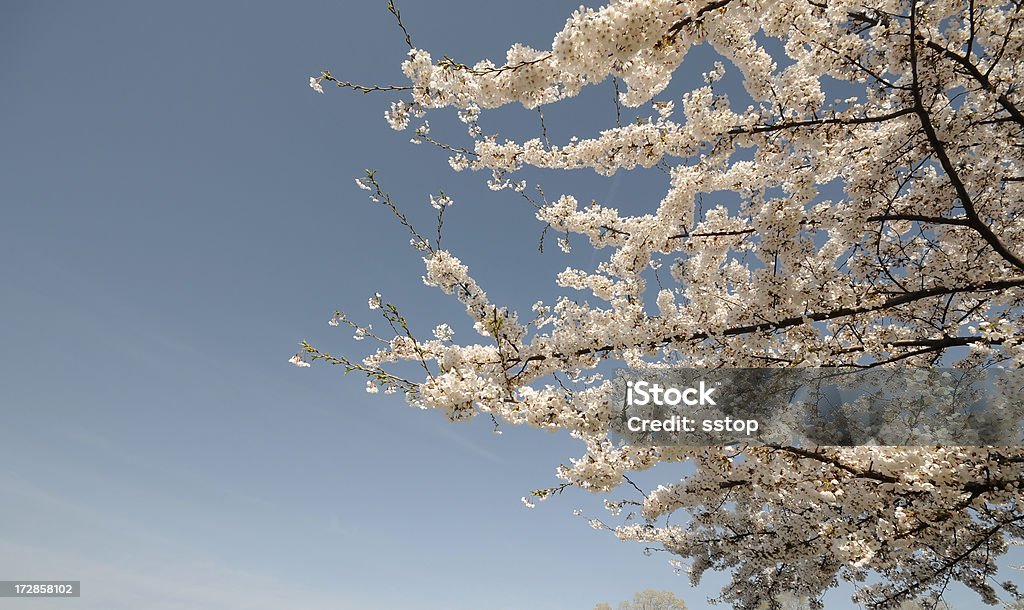 Spring Tree A Japanese Chery Blossom on a Spring afternoon. Asia Stock Photo