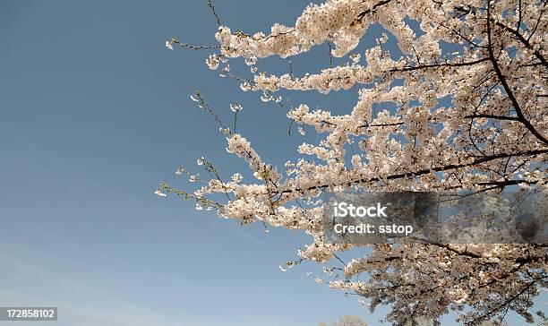 Spring Tree Stock Photo - Download Image Now - Asia, Asian and Indian Ethnicities, Backgrounds