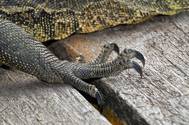 Giant Monitor Lizard This monitor lizard measures 2 meters long and is found in the wilderness of Sungei Buloh Wetland Nature Reserve in Singapore. monitor lizard stock pictures, royalty-free photos & images