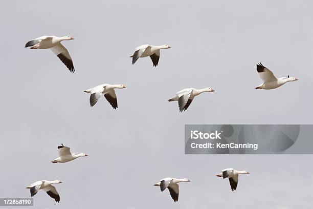 Neve Gansos Voar - Fotografias de stock e mais imagens de América do Norte - América do Norte, Animal, Animal selvagem