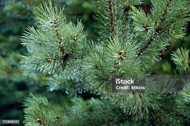 Pine - zdjęcia stockowe i więcej obrazów Bez ludzi - Bez ludzi, Boże Narodzenie, Brązowy