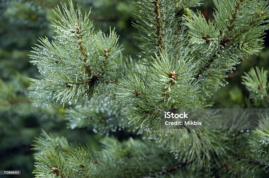Pine - Royalty-free Abeto Foto de stock