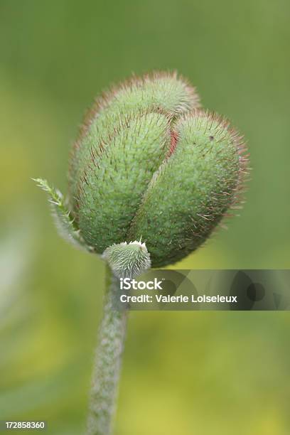 Pączek Maku - zdjęcia stockowe i więcej obrazów Bez ludzi - Bez ludzi, Coquelicot, Część rośliny