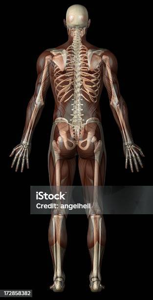 Photo libre de droit de Le Corps Dun Homme Avec Les Muscles Et Skeleton Transparent banque d'images et plus d'images libres de droit de Adulte