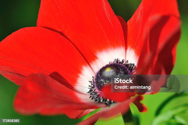 Rosolaccio - Fotografie stock e altre immagini di Botanica - Botanica, Carpello, Colore descrittivo