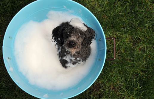 Toy poodle in bubble bath in the backyard.See more here: