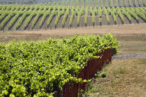 номер с видом на виноградник - vineyard california carneros valley hill стоковые фото и изображения