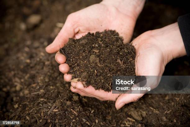 Photo libre de droit de Mains Au Sol banque d'images et plus d'images libres de droit de Sol - Phénomène naturel - Sol - Phénomène naturel, Tenir, Beauté