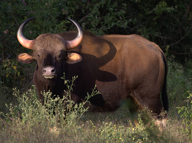 Indian Gaur "A wild Indian Gaur, the largest cattle in the world.See more animal images:" gaur stock pictures, royalty-free photos & images