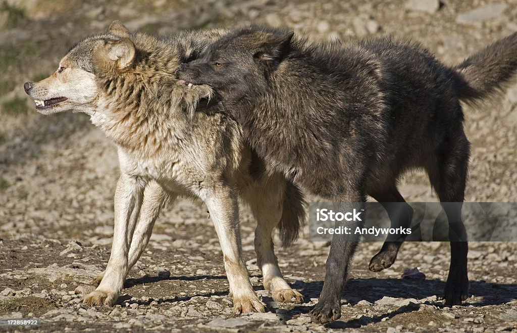 Kampf gegen Wölfe - Lizenzfrei Beißen Stock-Foto