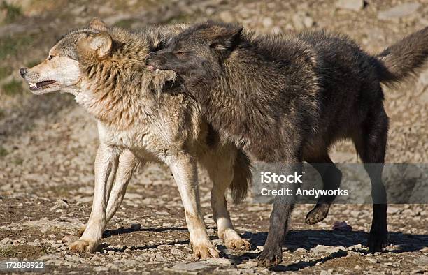 Kampf Gegen Wölfe Stockfoto und mehr Bilder von Beißen - Beißen, Canyon, Fotografie