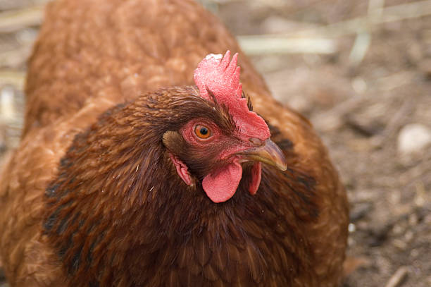 New Hampshire Red Hen Chicken stock photo