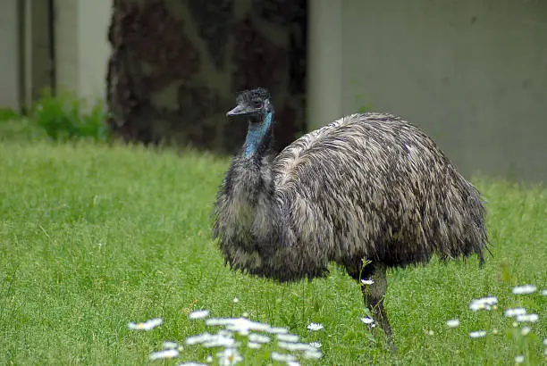 (Dromaius novaehollandiae) walking on a lawn