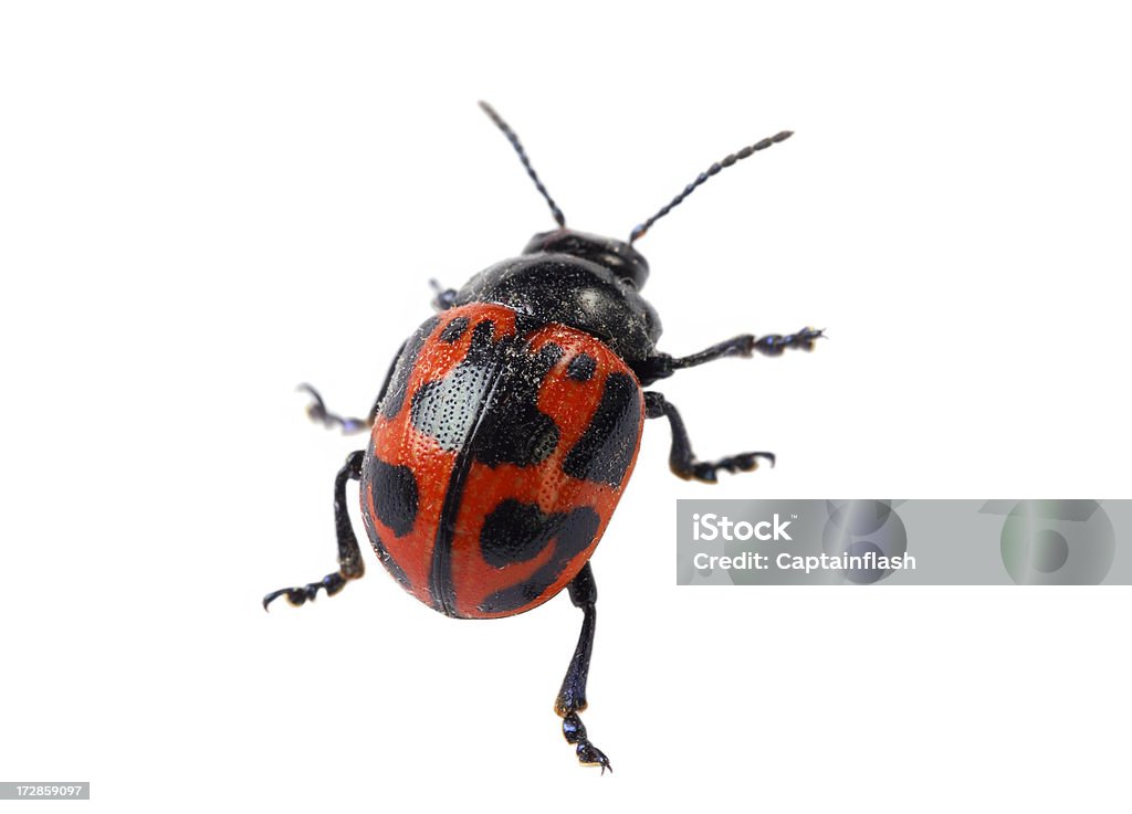 Beetle - Zbiór zdjęć royalty-free (Biedronka)