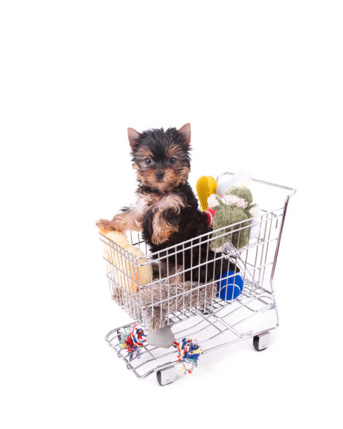 Puppy Shopping Newborn Yorkshire Terrier puppy dressed for Christmas with a large rawhide bone.PLEASE CLICK ON THE IMAGE BELOW TO SEE MY DOGGY LIGHTBOX PORTFOLIO: newborn yorkie puppies stock pictures, royalty-free photos & images