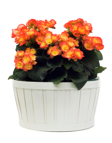 Orange Begonia flowering potted plant in a white basket. Isolated on a white background.