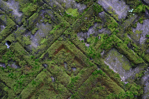 Background of moss clinging to a block wall