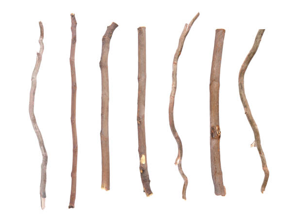 istock Collage with dry tree twigs on white background, top view 1728594542