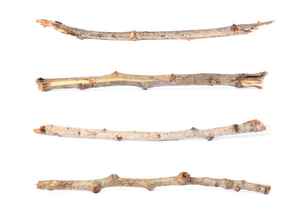 istock Collage with dry tree twigs on white background 1728594557