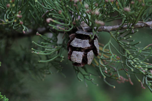 pine with pine cone - pine cone imagens e fotografias de stock