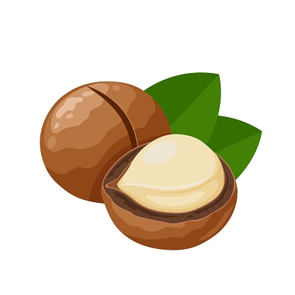 Vector illustration, macadamia nuts, with green leaves, isolated on white background.