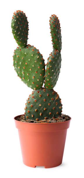 istock Beautiful Opuntia cactus in pot on white background 1728595673