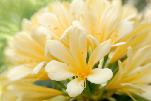 Yellow Clivias with Lensbaby