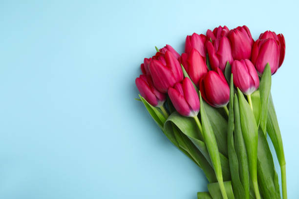 istock Many beautiful tulips on light blue background, flat lay. Space for text 1728596223