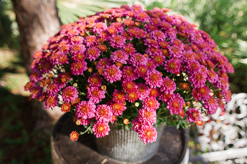 Rich Magenta Chrysanthemum Plant Also Known as Mums on a Wooden Barrel at a Pumpkin Patch.