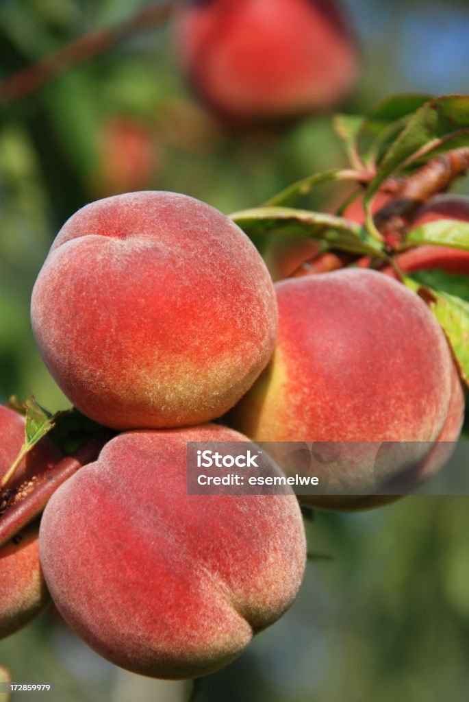 Peaches - Lizenzfrei Baum Stock-Foto