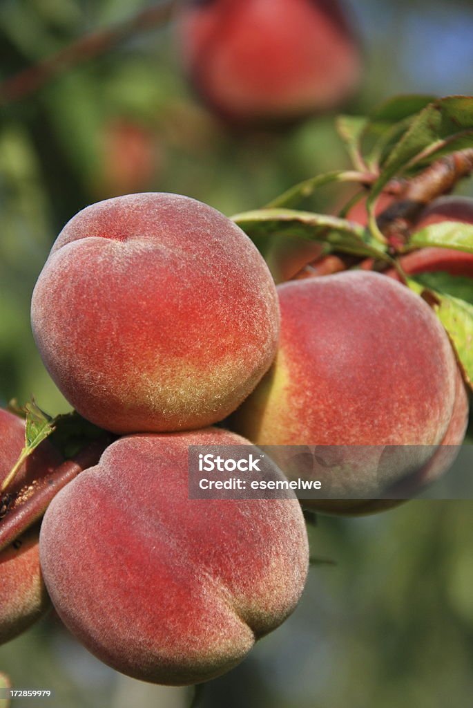 Peaches - 로열티 프리 3가지 개체 스톡 사진
