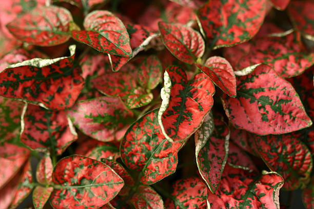 istock ornamental red and green leafed plants 172860031