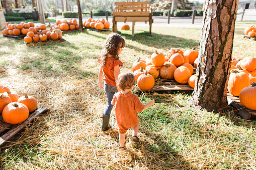 A Cute Cuban-American 21-Month-Old Baby Boy and his 4-Year-Old Sister Dressed in Autumn Tones While Surrounded by Orange Pumpkins at a Pumpkin Patch in South Florida