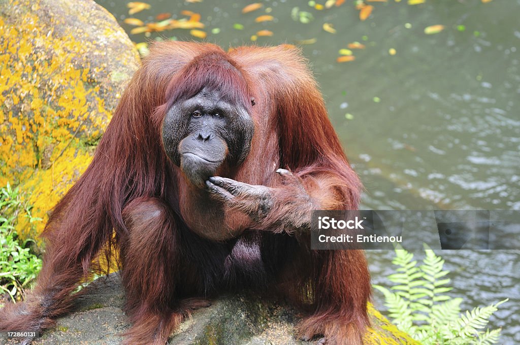 Orang Utan - Foto stock royalty-free di Scimmia