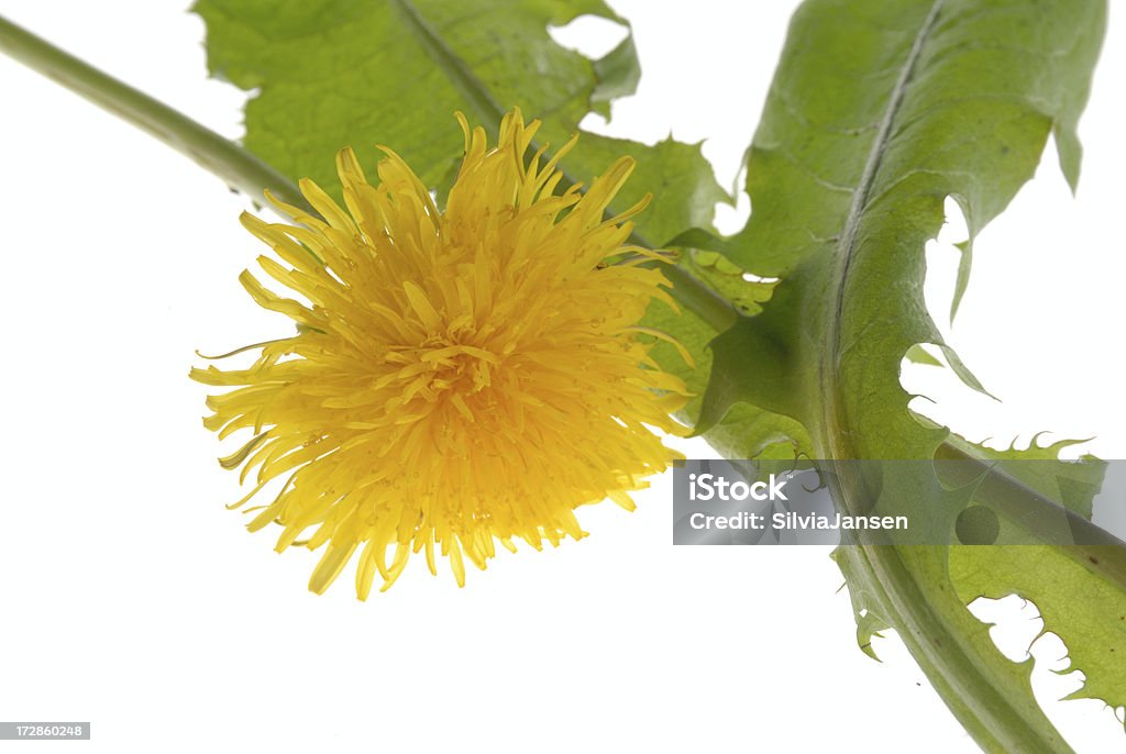 dandelion blossom and leaves of a dandelion on whire background Cut Out Stock Photo