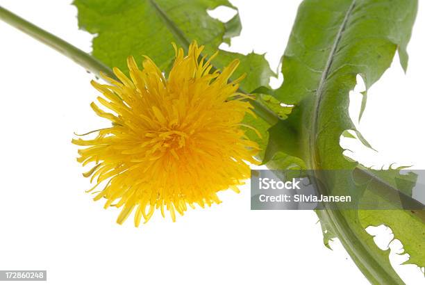 Dandelion Stock Photo - Download Image Now - Cut Out, Dandelion, Flower