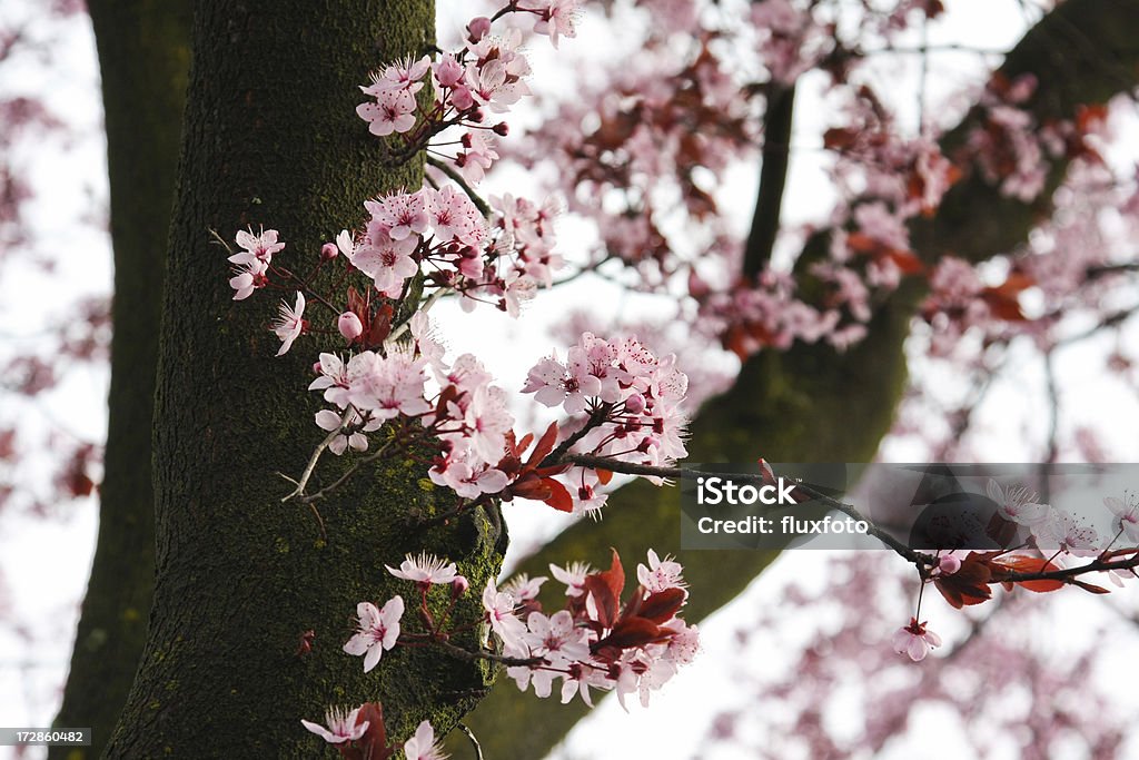 Cherry blossoms Cherry blossoms in spring. Asian Culture Stock Photo